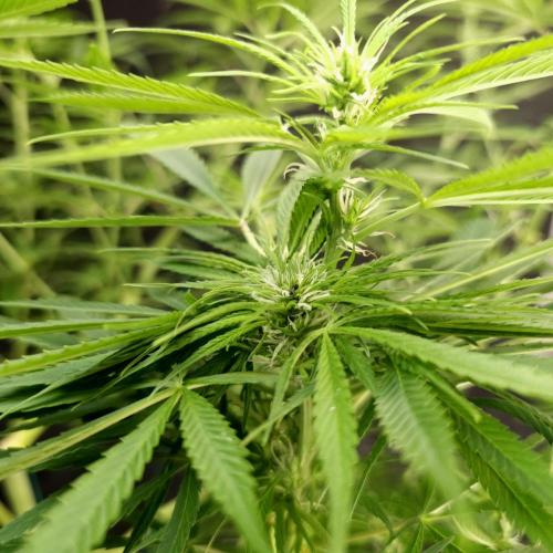 Gorilla fem. Week 10