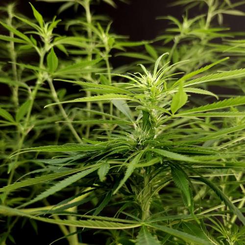 Gorilla fem. Week 10