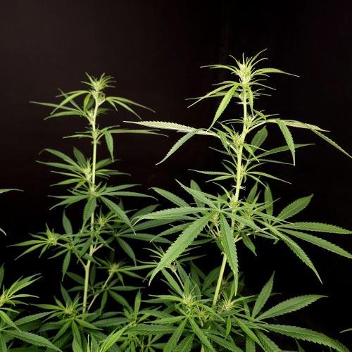 Gorilla fem. Week 10