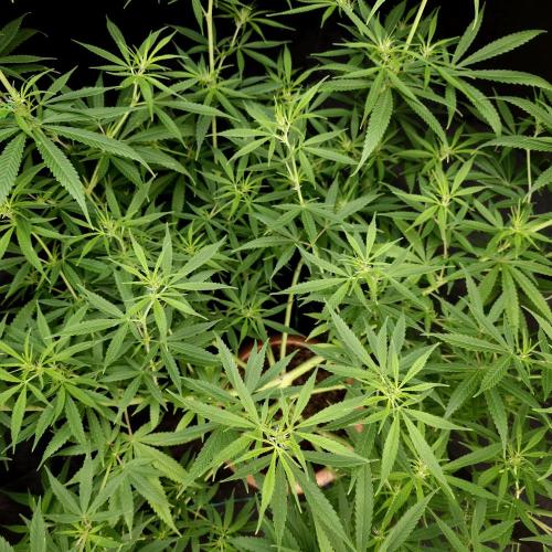 Gorilla fem. Week 10