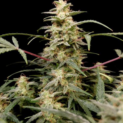Mint Runtz Automatic. Week 10
