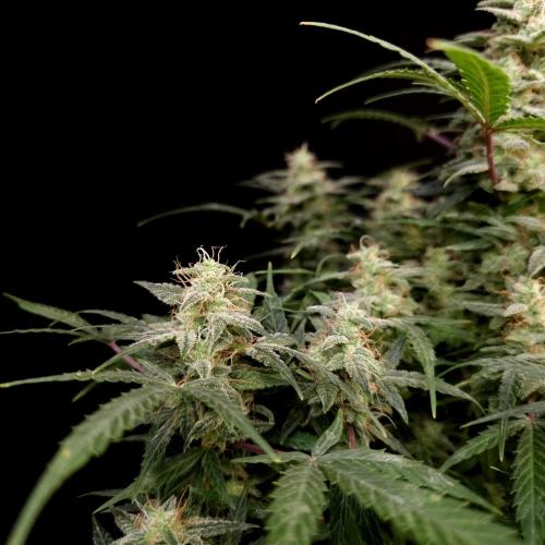 Mint Runtz Automatic. Week 10