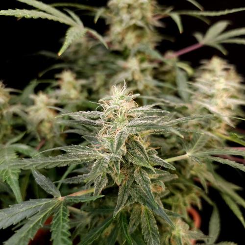 Mint Runtz Automatic. Week 10