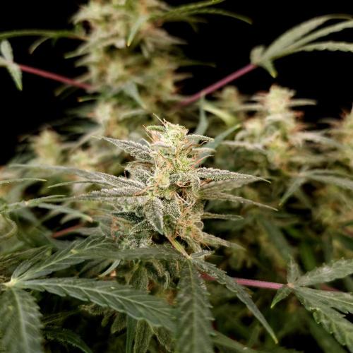 Mint Runtz Automatic. Week 10