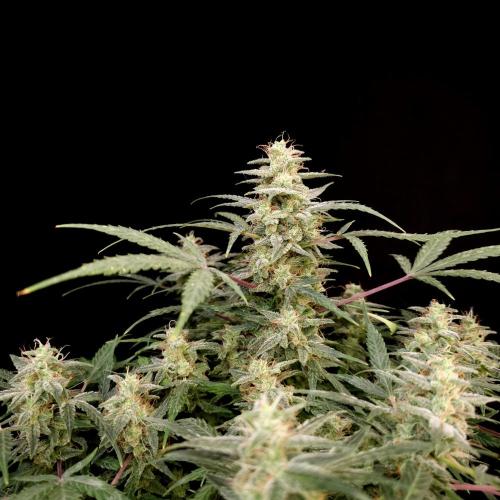 Mint Runtz Automatic. Week 10