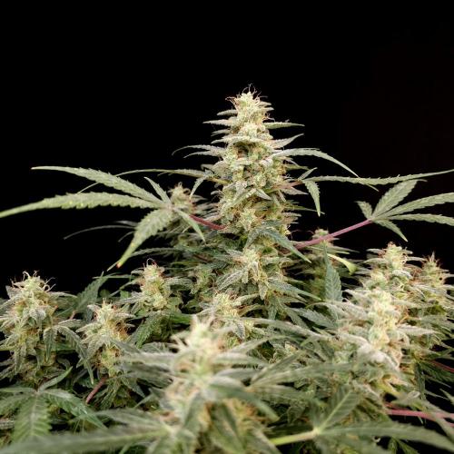 Mint Runtz Automatic. Week 10