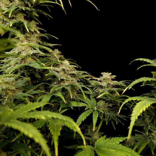 Gorilla Automatic 2. Week 6