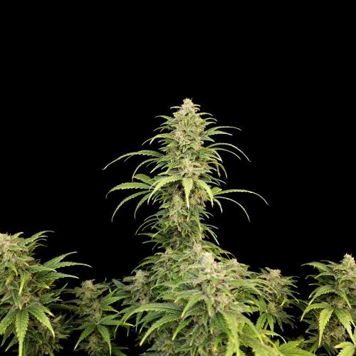 Gorilla Automatic 2. Week 6