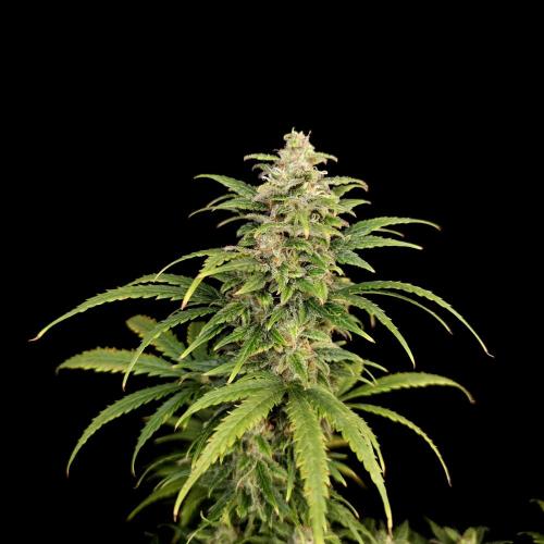 Gorilla Automatic 2. Week 6