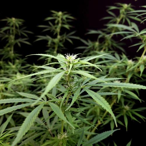 Gorilla fem. Week 11