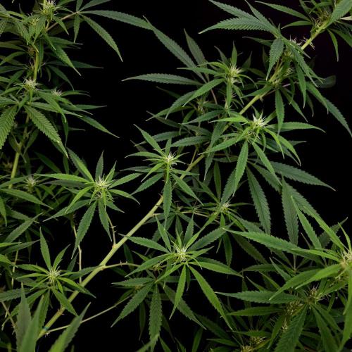 Gorilla fem. Week 11