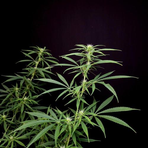 Gorilla fem. Week 11