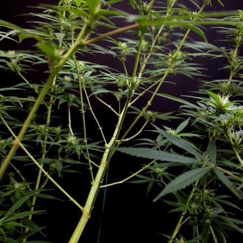 Gorilla fem. Week 11