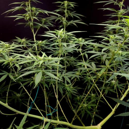 Gorilla fem. Week 11