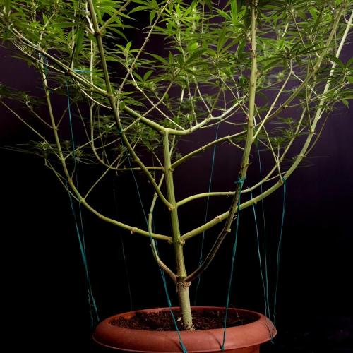 Gorilla fem. Week 11