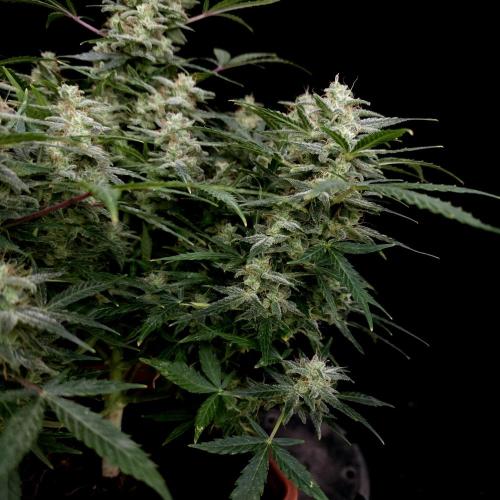 Mint Runtz Automatic. Week 11