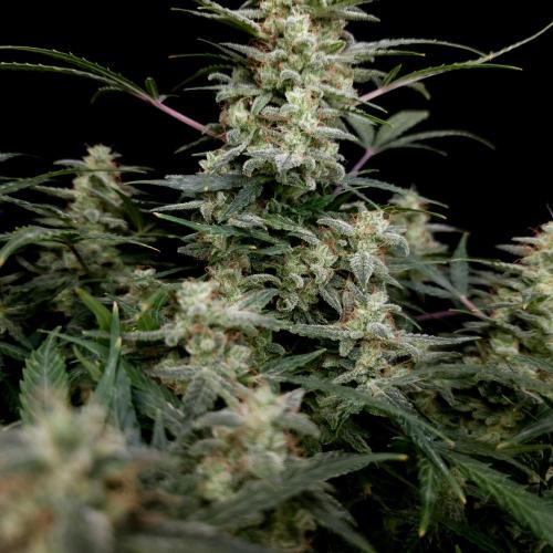 Mint Runtz Automatic. Week 11