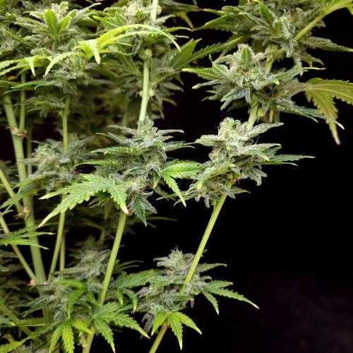 Gorilla Automatic 2. Week 7