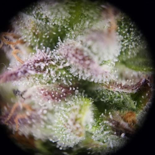 Gorilla Automatic 2. Week 7