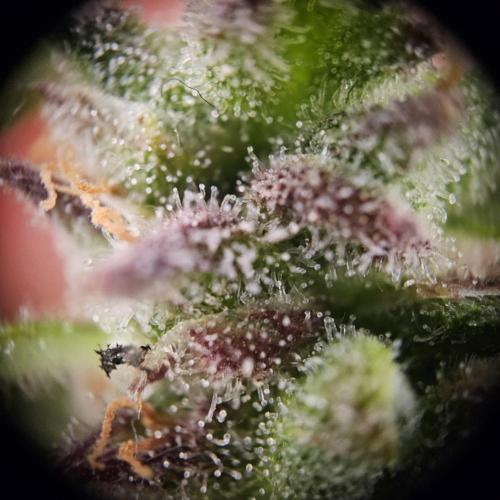 Gorilla Automatic 2. Week 7