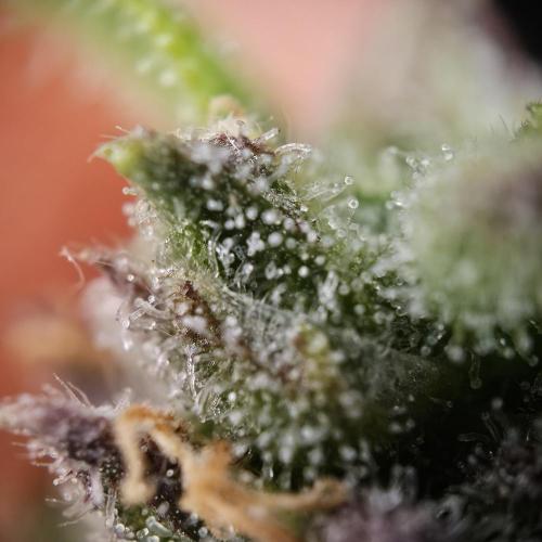 Gorilla Automatic 2. Week 7