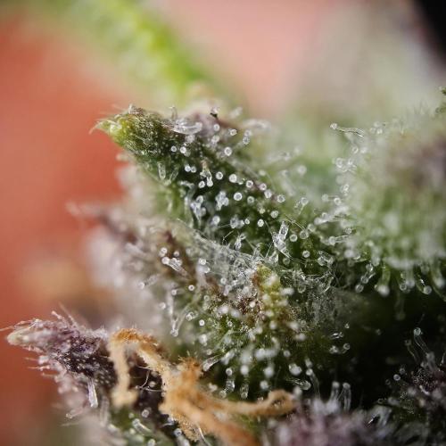 Gorilla Automatic 2. Week 7