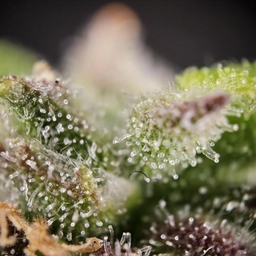 Gorilla Automatic 2. Week 7