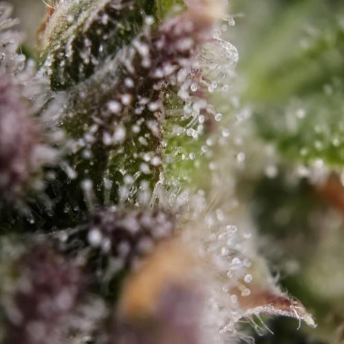 Gorilla Automatic 2. Week 7