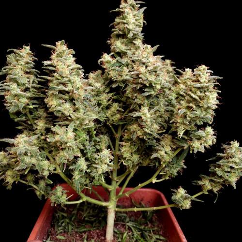 Mint Runtz Automatic. Week 12