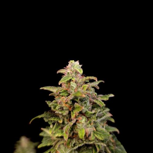 Gorilla Automatic 2. Week 8