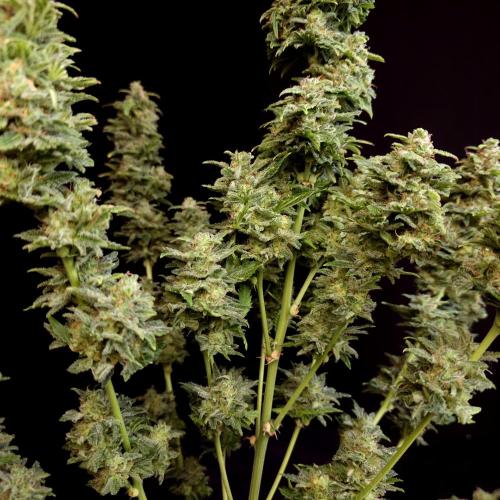 Gorilla Automatic 2. Week 8