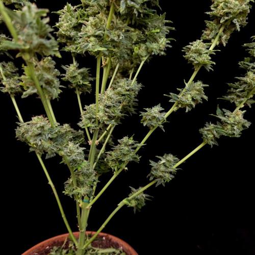 Gorilla Automatic 2. Week 8