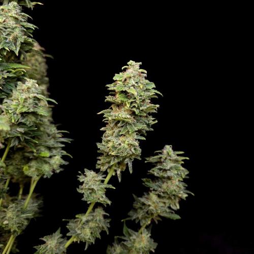 Gorilla Automatic 2. Week 8