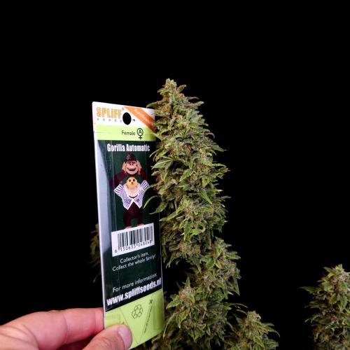 Gorilla Automatic 2. Week 8