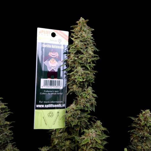 Gorilla Automatic 2. Week 8