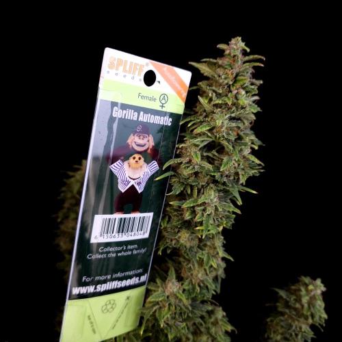 Gorilla Automatic 2. Week 8