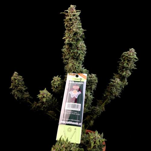 Gorilla Automatic 2. Week 8