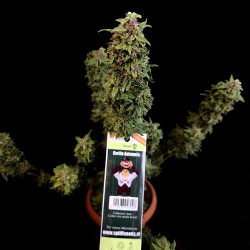 Gorilla Automatic 2. Week 8