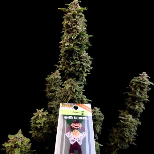 Gorilla Automatic 2. Week 8