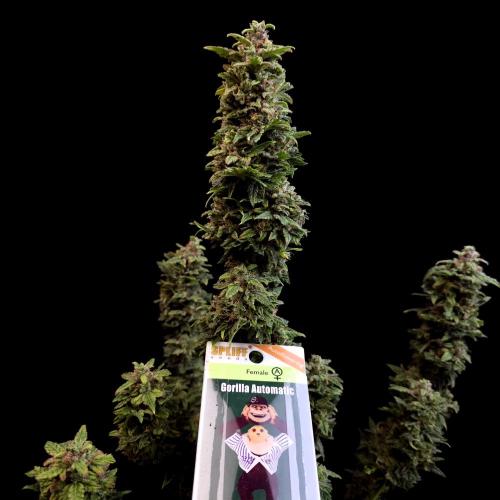 Gorilla Automatic 2. Week 8