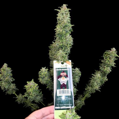 Gorilla Automatic 2. Week 8