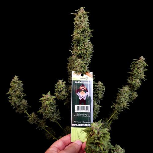 Gorilla Automatic 2. Week 8