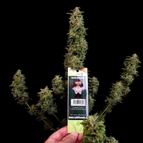 Gorilla Automatic 2. Week 8