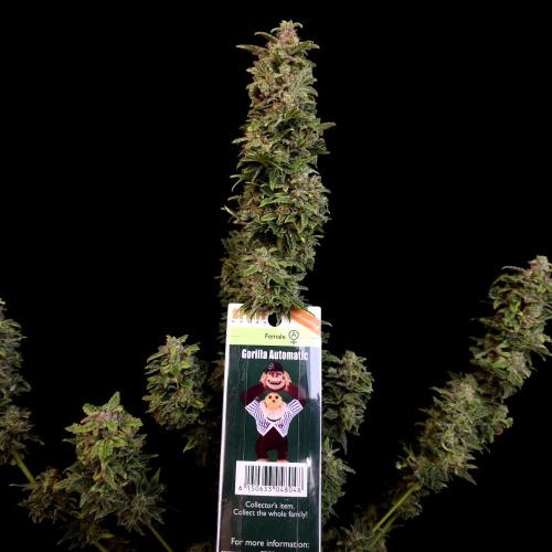 Gorilla Automatic 2. Week 8