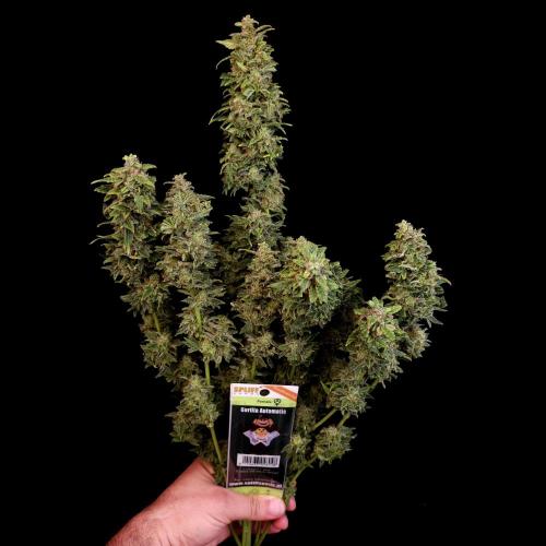 Gorilla Automatic 2. Week 8