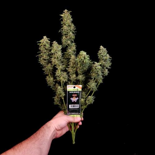 Gorilla Automatic 2. Week 8