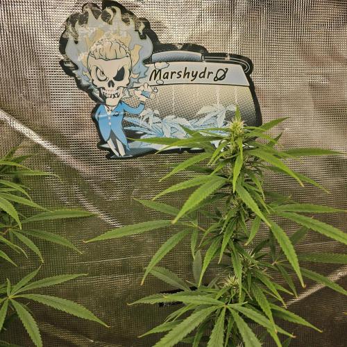 Gorilla fem. Week 12