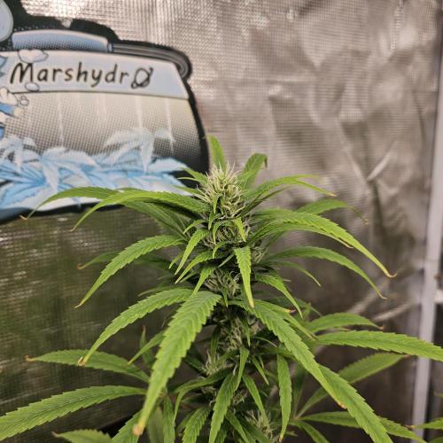 Gorilla fem. Week 13