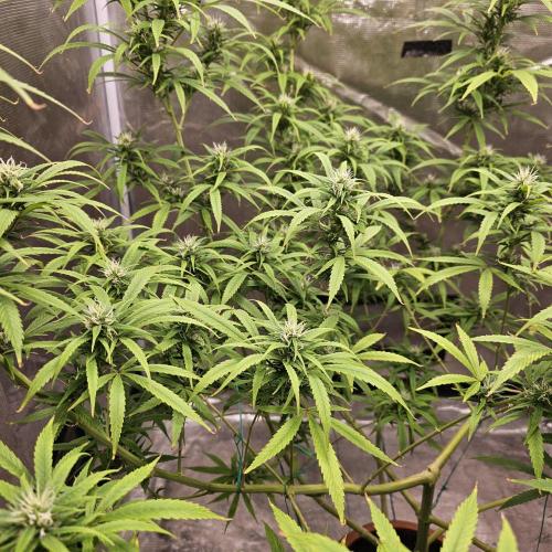 Gorilla fem. Week 13