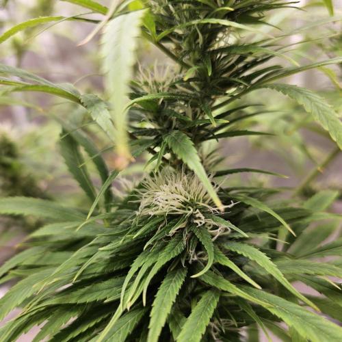 Gorilla fem. Week 13